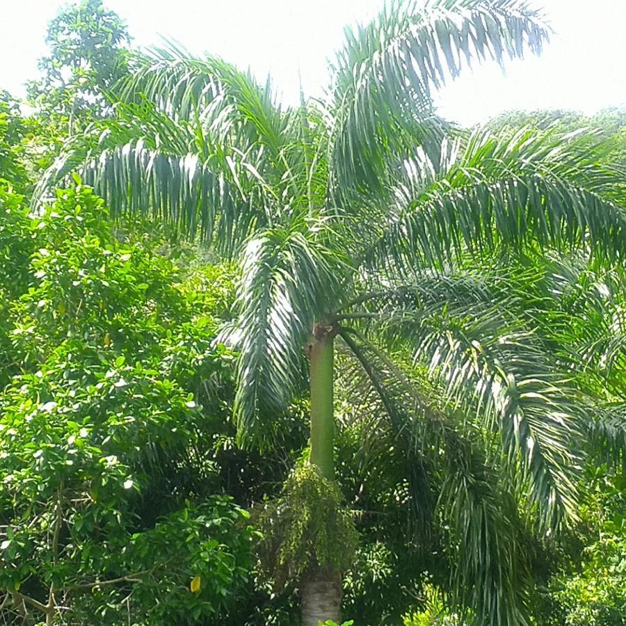 Tha Lagoon Spot Port Antonio Exterior photo